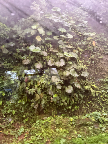 Gunnera insignis, photograph 5