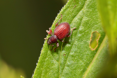 Strawberry Root Weevil