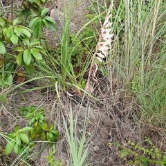 Gladiolus hollandii