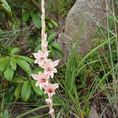 Gladiolus hollandii