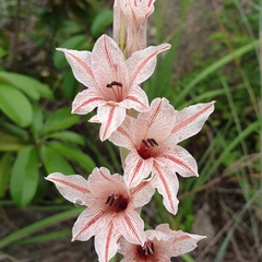 Gladiolus hollandii