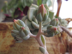 Graptoveria