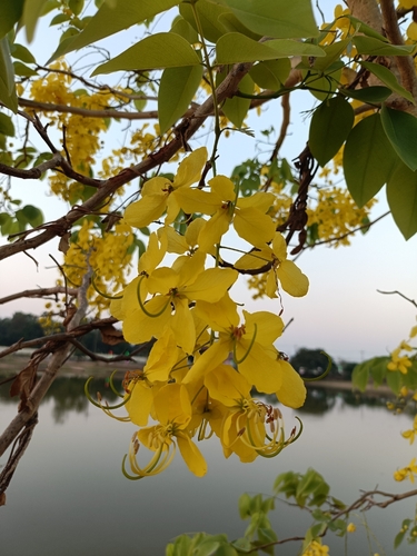 Golden Shower Tree