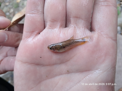 Hubers knife livebearer (Alfaro huberi) — Poeciliidae