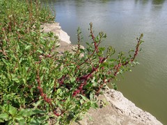 Rumex ucranicus