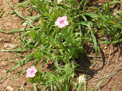 Linum pubescens