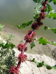 Rumex ucranicus