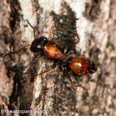 Opisthopsis picta