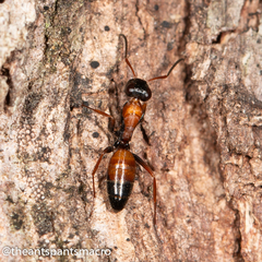 Opisthopsis picta