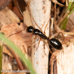 Camponotus elegans