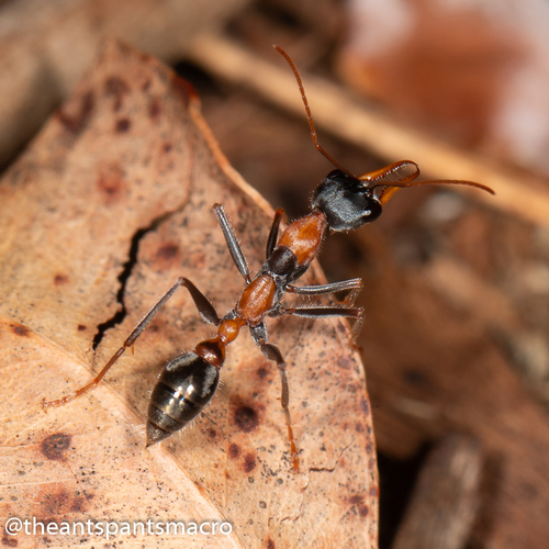 (c) Mark Ayers, some rights reserved (CC BY-NC), uploaded by Mark Ayers