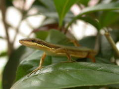 Takydromus kuehnei