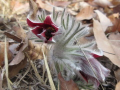 Pulsatilla cernua