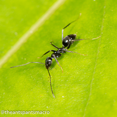 Leptomyrmex burwelli