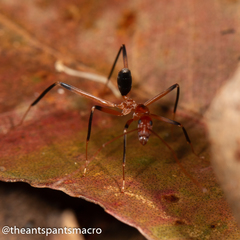 Leptomyrmex cnemidatus