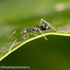 Leptomyrmex burwelli