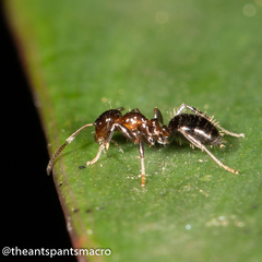 Prolasius convexus