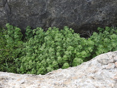 Pseudodictamnus undulatus