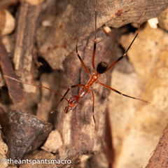 Leptomyrmex cnemidatus