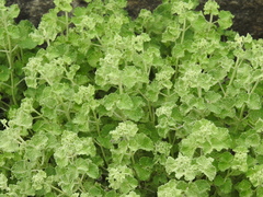 Pseudodictamnus undulatus