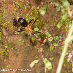 Leptomyrmex rothneyi