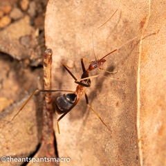 Leptomyrmex rothneyi