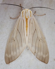 Amastus aconia
