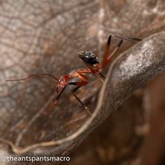 Leptomyrmex cnemidatus