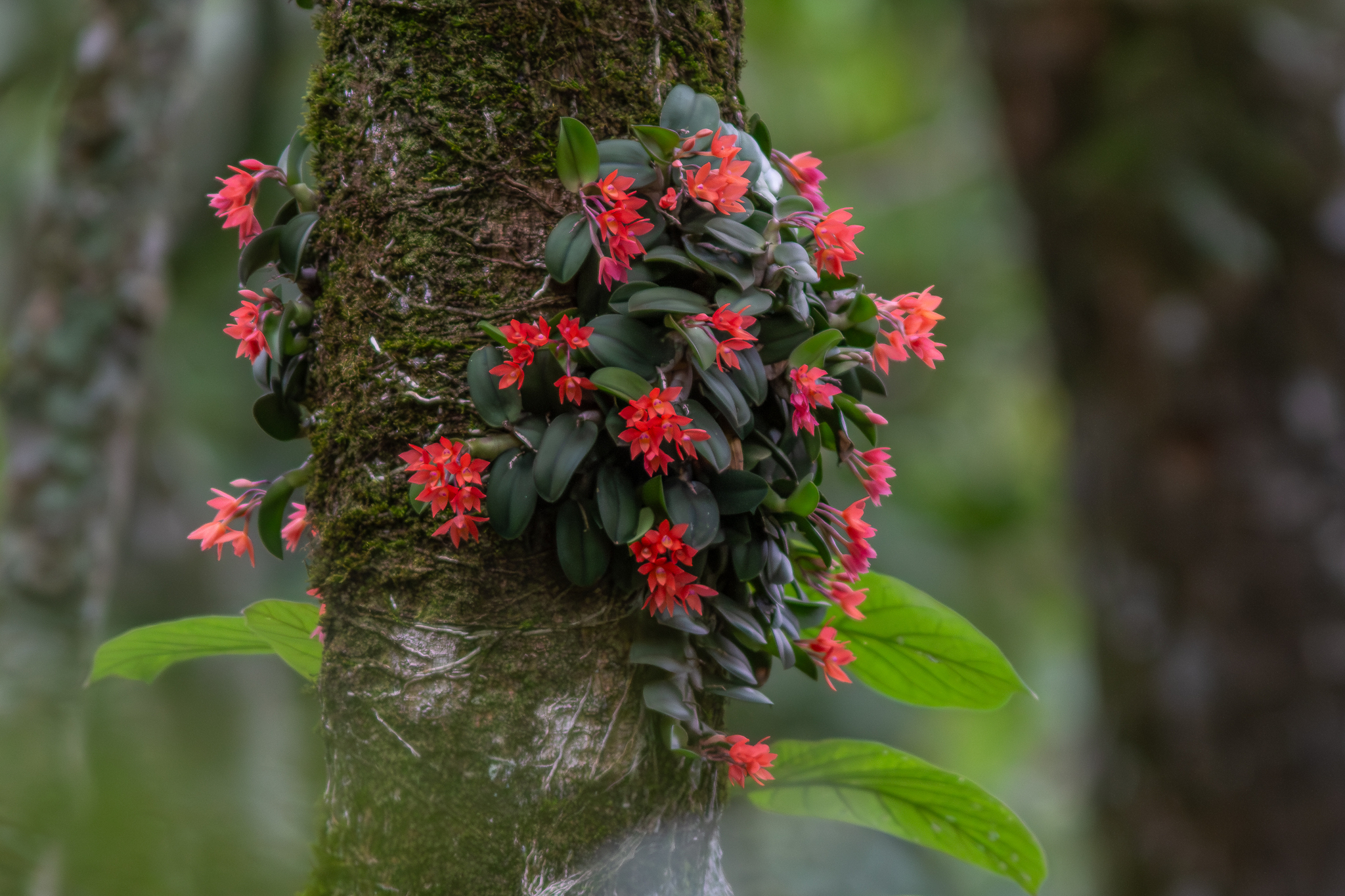 Cattleya cernua