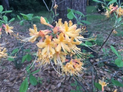 Rhododendron austrinum