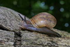 Webbhelix multilineata