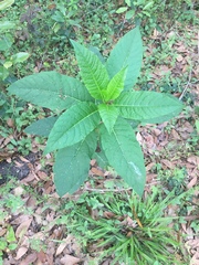 Phytolacca americana image