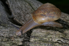 Webbhelix multilineata