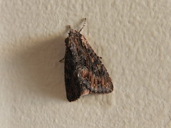 Mniotype adusta