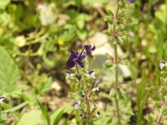 Salvia viridis