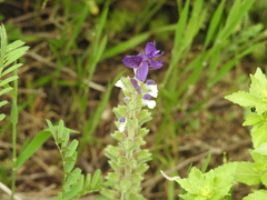 Salvia viridis