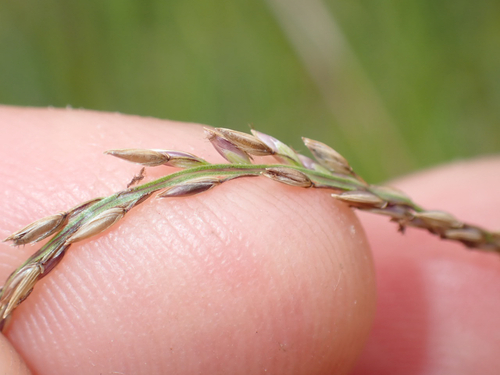 Digitaria eriantha observed 2026-04-12