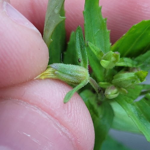 Clammy hedge hyssop (Gratiola neglecta)