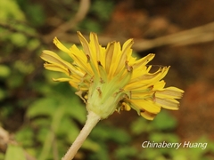 Taraxacum formosanum
