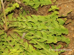 Taraxacum formosanum