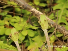 Taraxacum formosanum