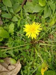 Taraxacum formosanum