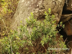 Wikstroemia indica