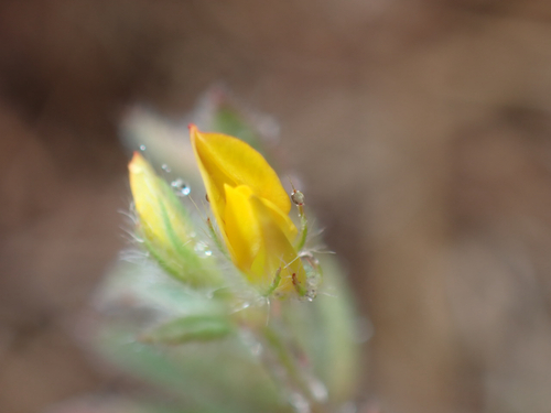 Lotus subbiflorus observed 2026-04-12