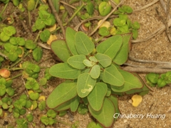 Chenopodium acuminatum virgatum