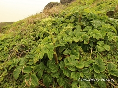 Angelica hirsutiflora