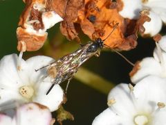 Itoplectis