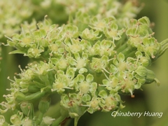 Angelica hirsutiflora