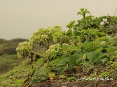 Angelica hirsutiflora