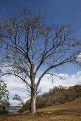 Enterolobium